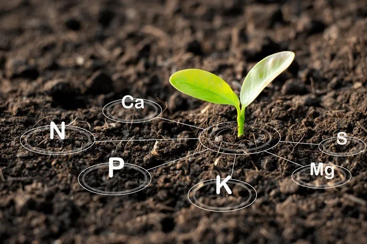 راهنمای کامل آنالیز خاک کشاورزی