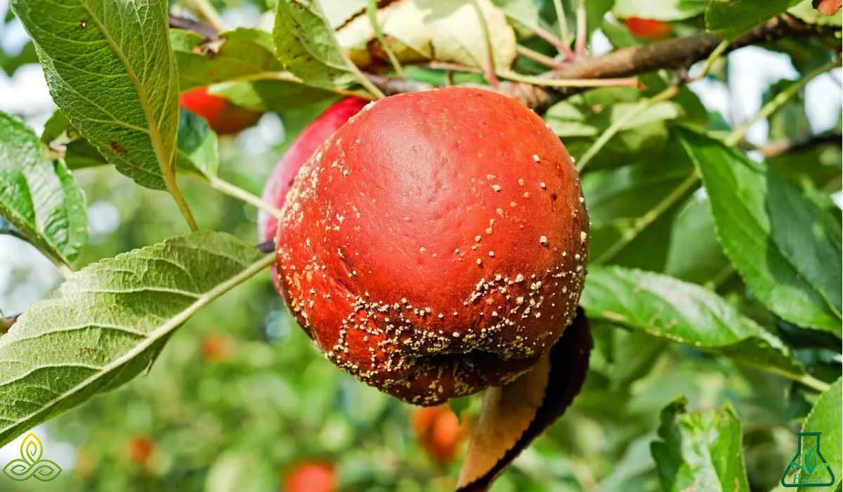 بیماری‌های مهم درختان میوه دانه‌دار و هسته‌دار