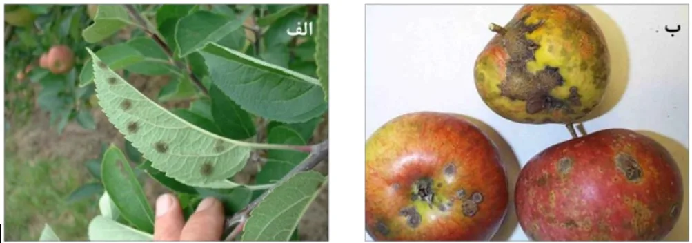 لکه سیاه سیب درختان میوه