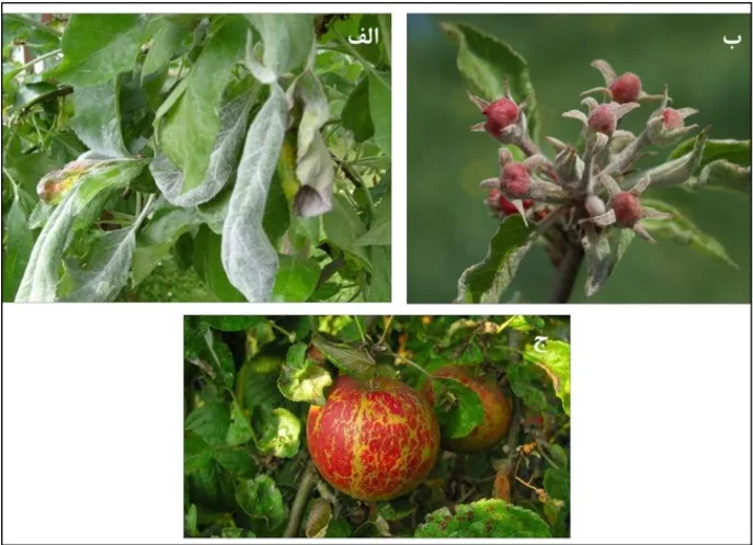 سفیدک پودری سیب