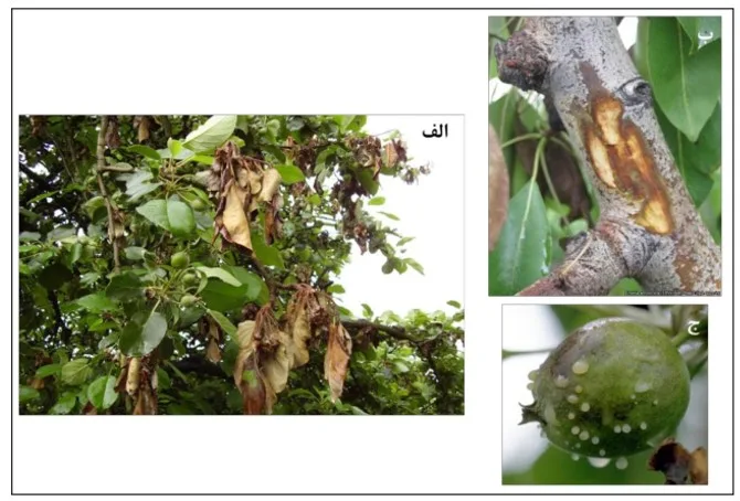 آتشک سیب و گلابی