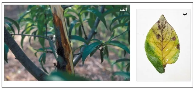 شانکر باکتریایی هسته‌داران
